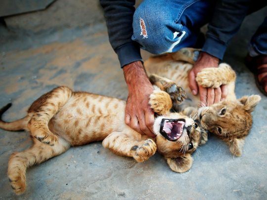 Look: Palestinian baker keeps lion cubs as pets on Gaza rooftop