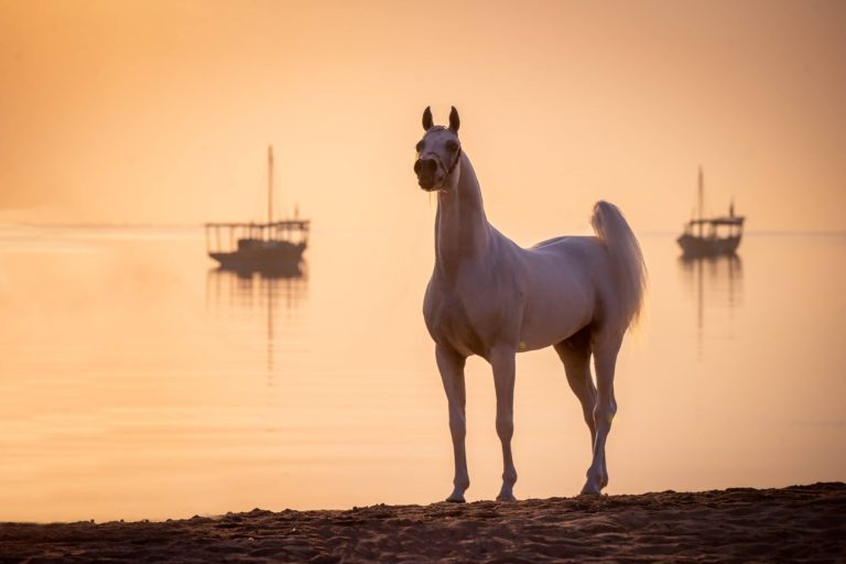 Katara International Arabian Horse Festival will be held from Feb 2-6