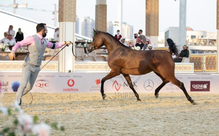 Mares, stallions impress at Katara International Arabian Horse Festival