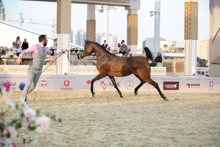 Arabian Peninsula Horse Show tickets available online